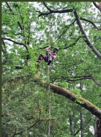 Mitchell Price working roped in the crown of a mature tree