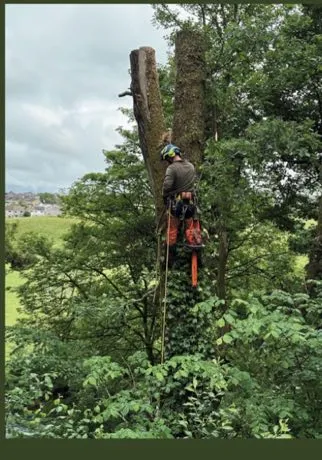 Sectional dismantle of a twin stemmed tree