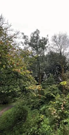 Woodland edge after clearance work